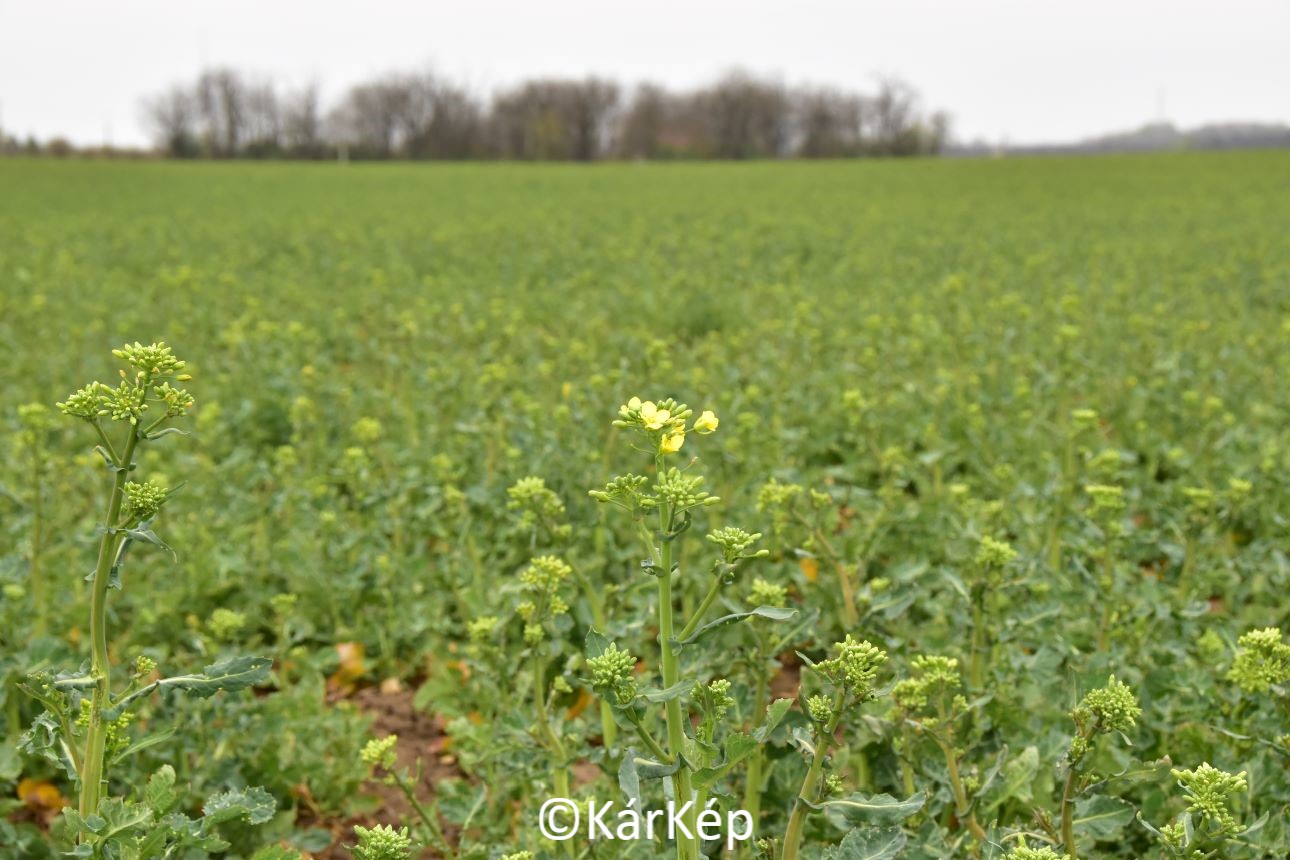 NapiKép 2022.04.09.