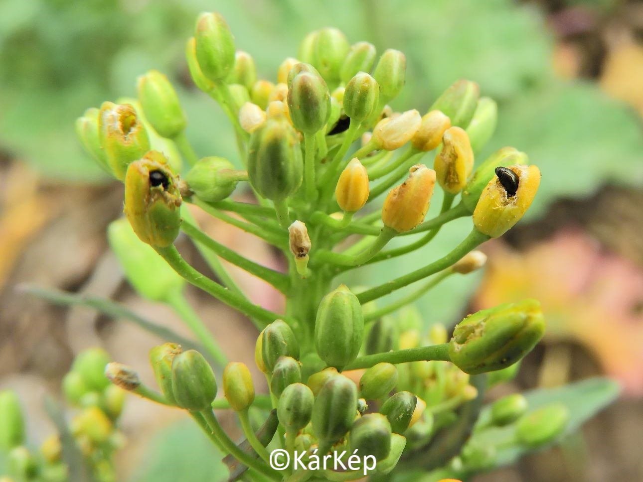 NapiKép 2022.04.11.