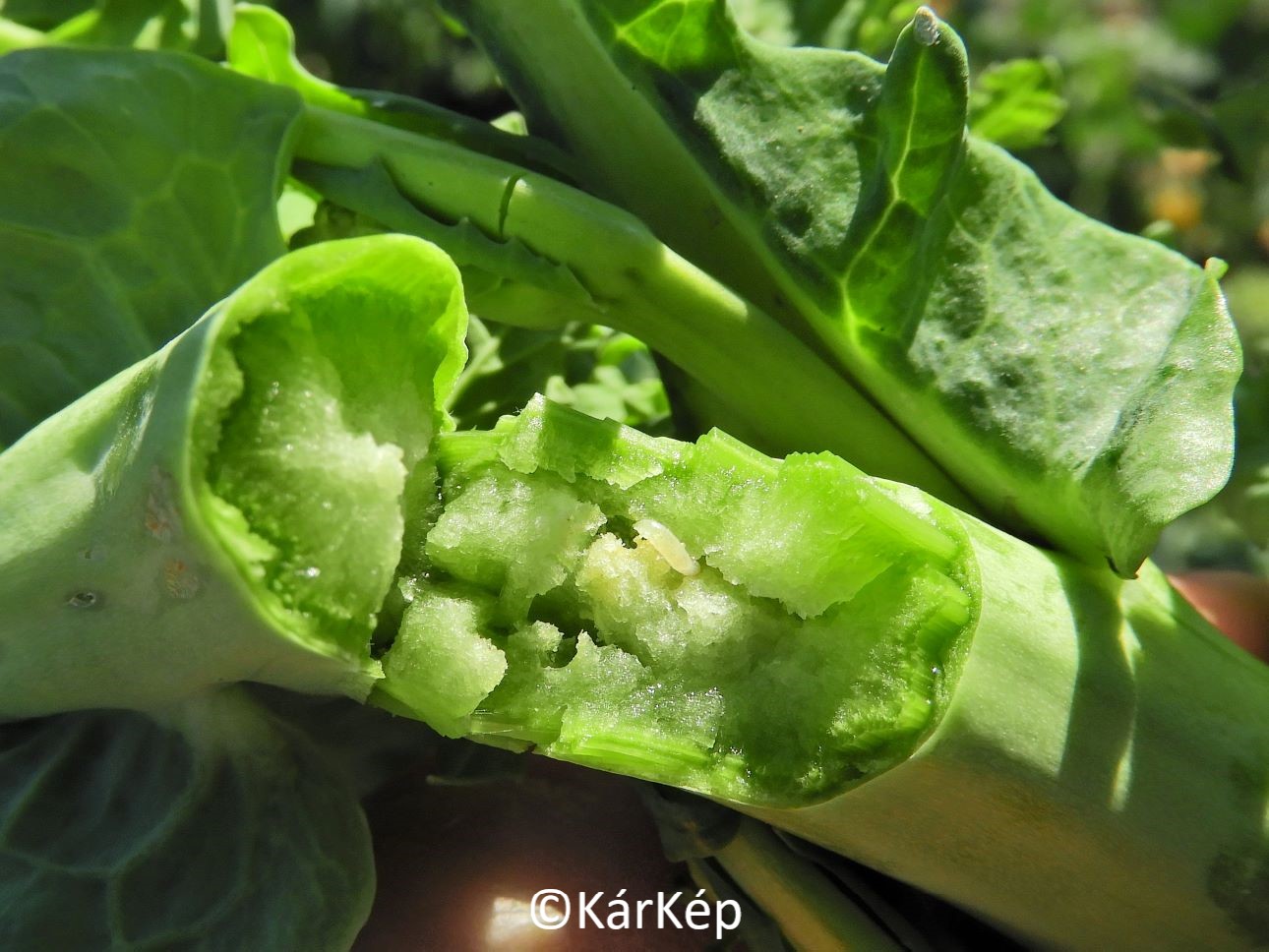 NapiKép 2022.04.15.