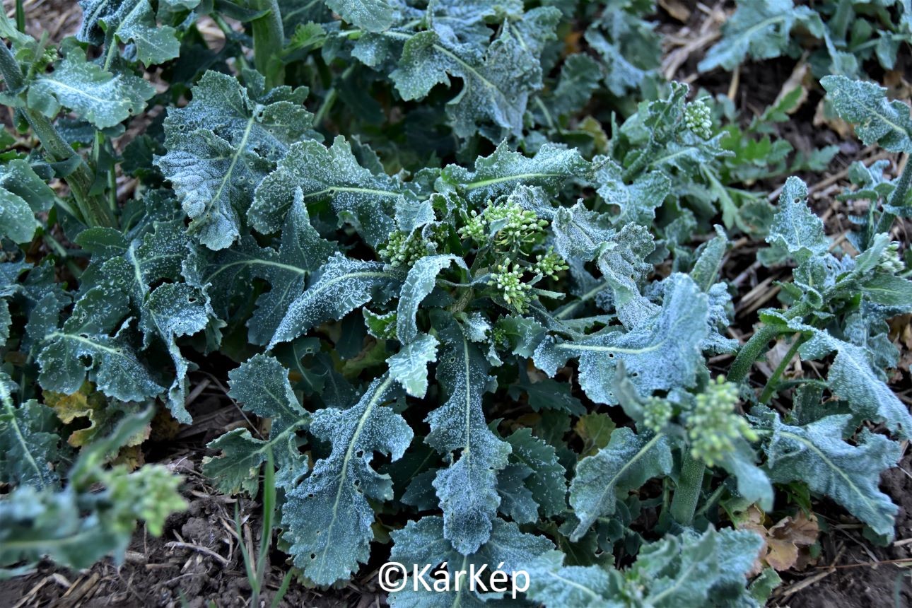 NapiKép 2022.04.16.