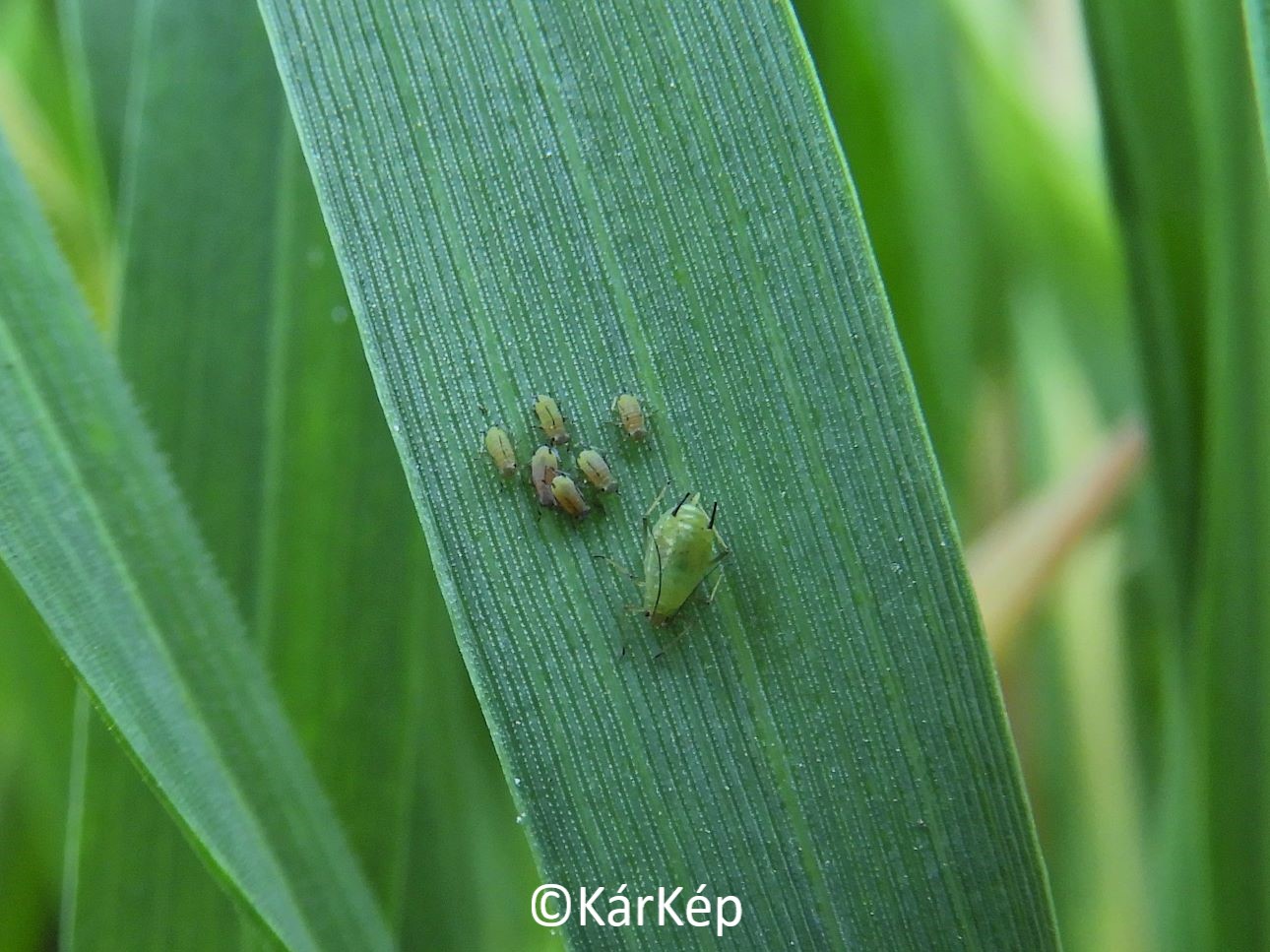 NapiKép 2022.04.19.