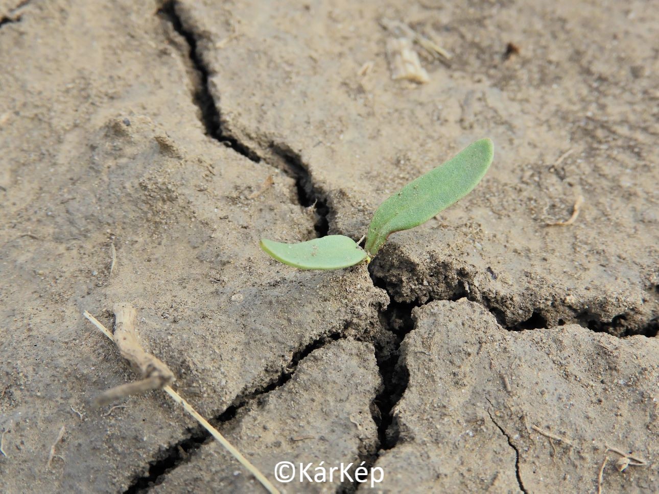 NapiKép 2022.04.24. 