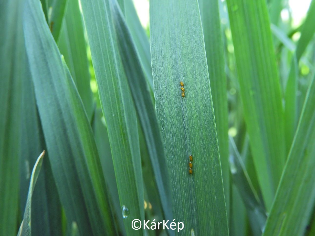 NapiKép 2022.04.28.