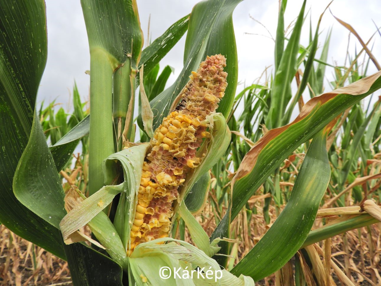 NapiKép 2022.08.05.