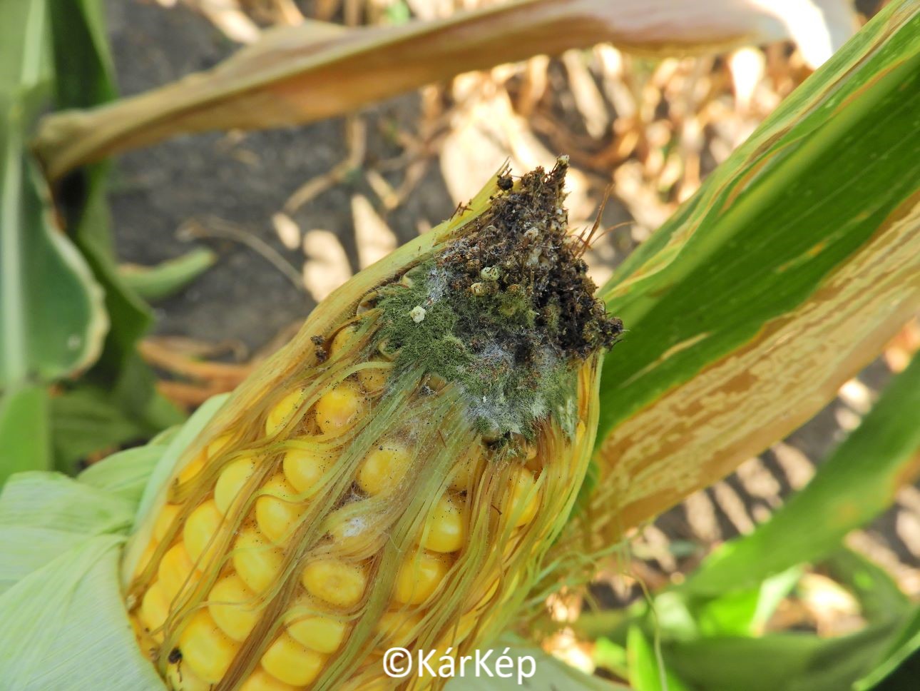 NapiKép 2022.08.10.