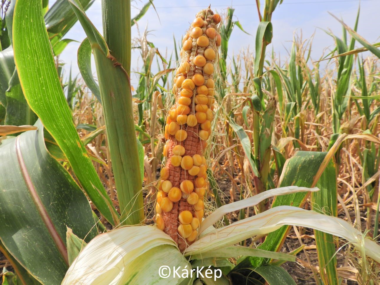 NapiKép 2022.08.12.