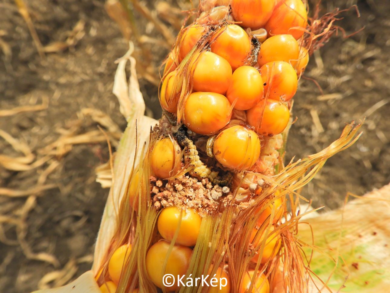 NapiKép 2022.08.16.