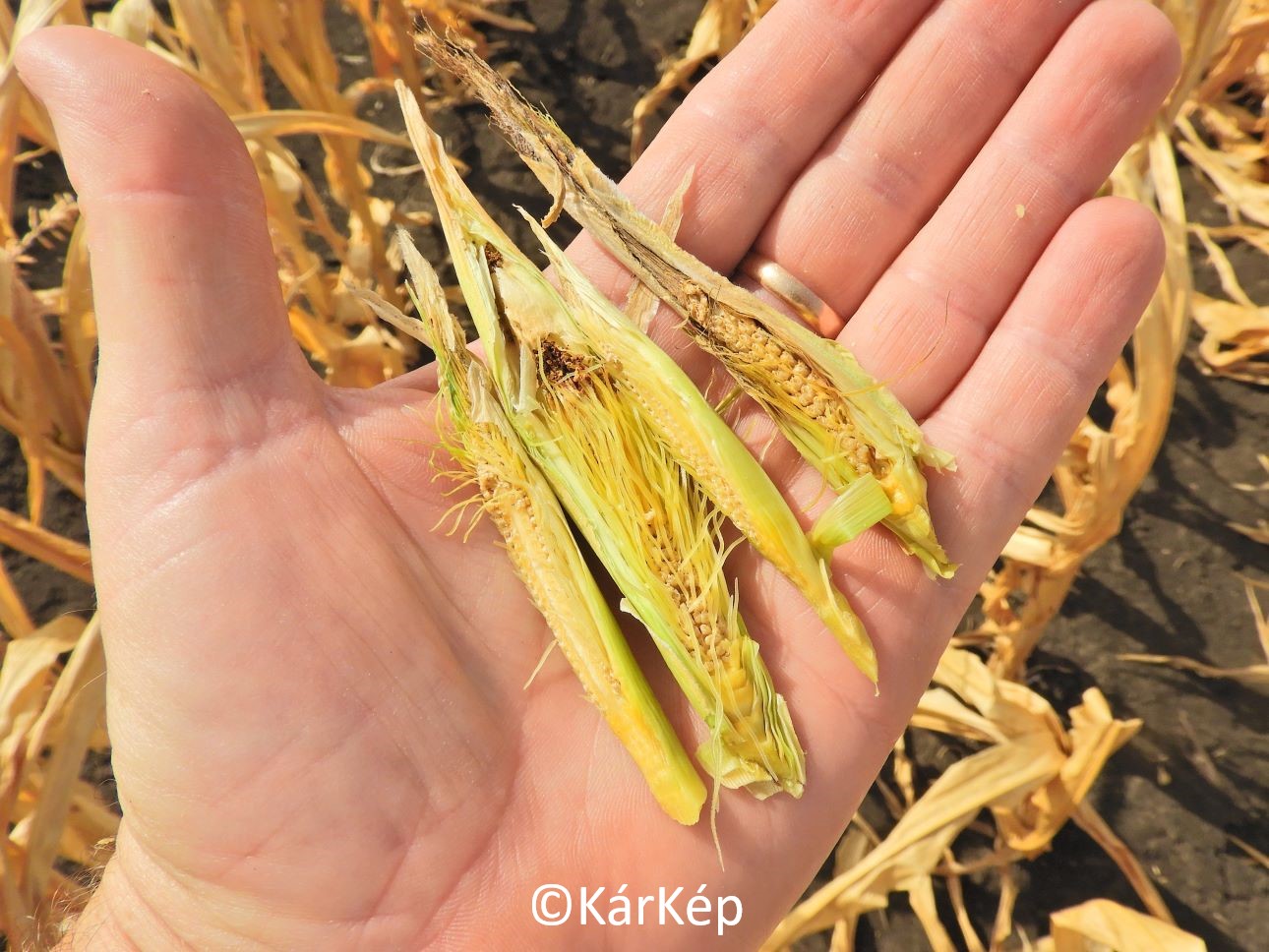 NapiKép 2022.08.21.