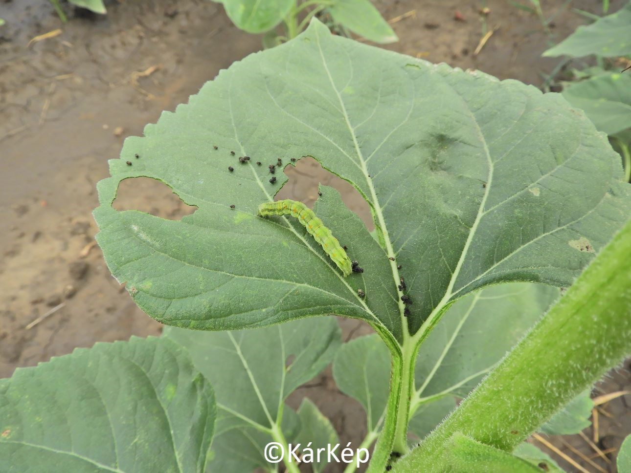 NapiKép 2022.08.23.