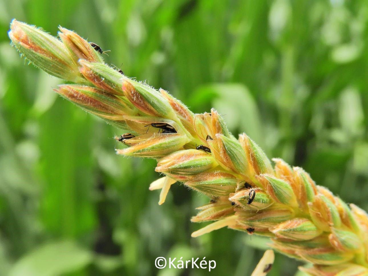 NapiKép 2022.07.11.