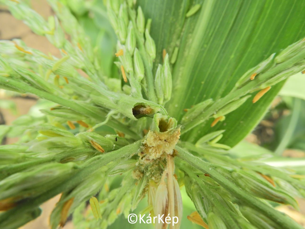 NapiKép 2022.07.14.