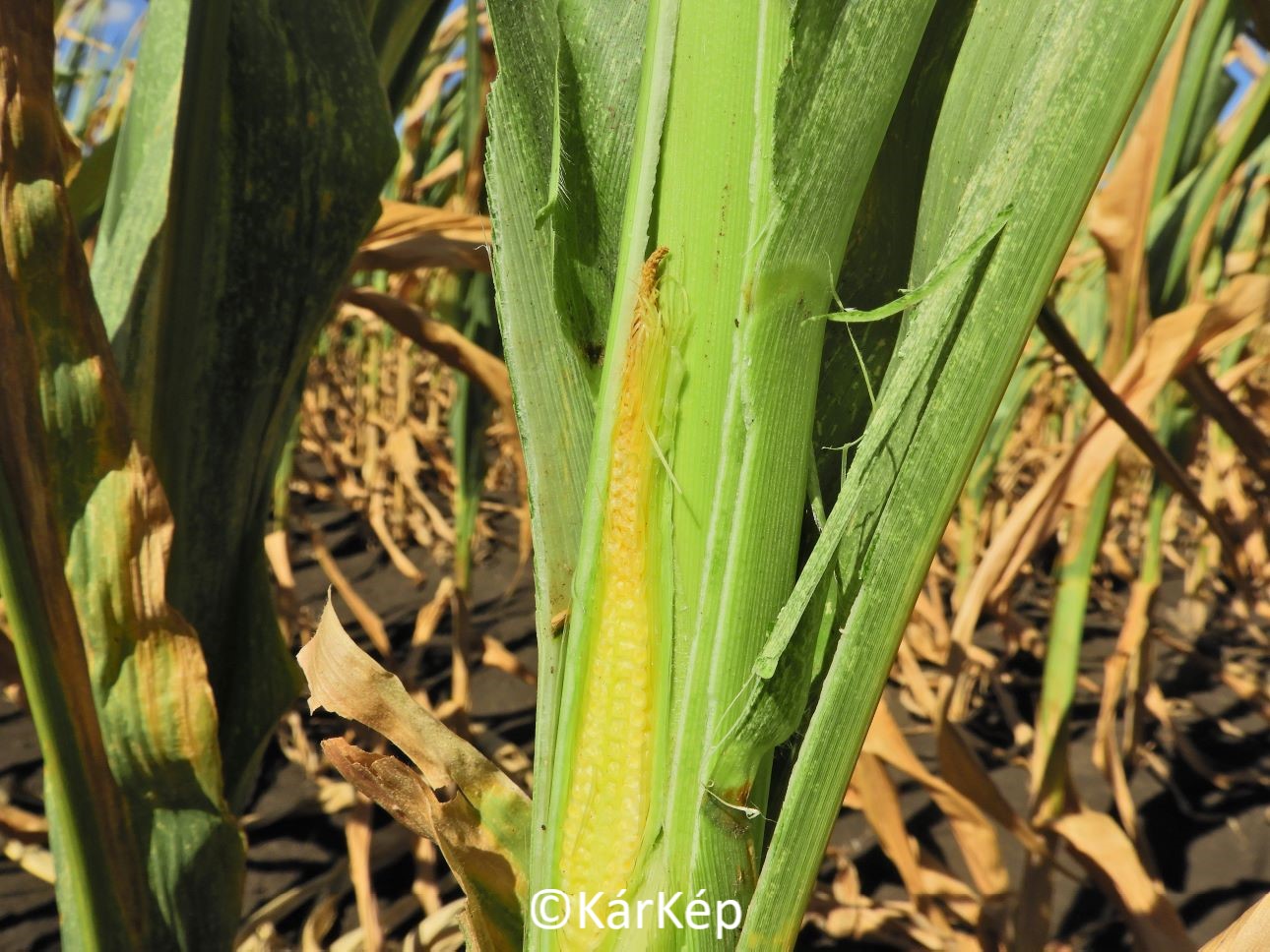 NapiKép 2022.07.19. 