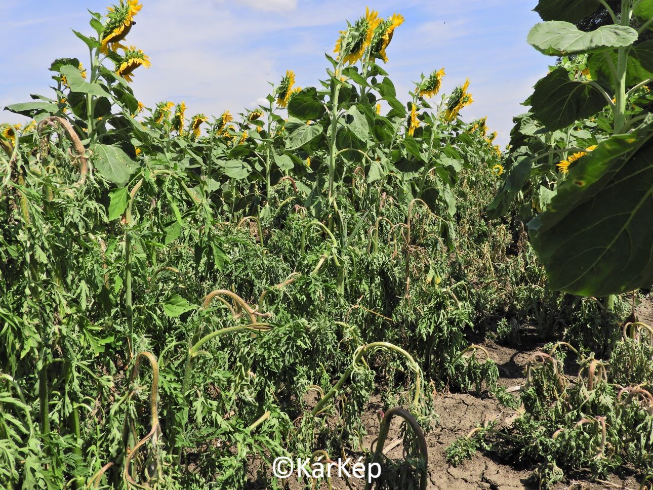 NapiKép 2022.07.20.