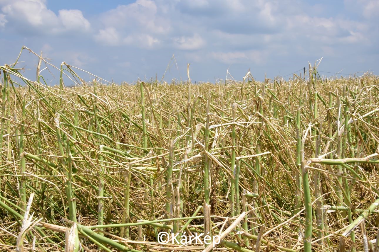 NapiKép 2022.06.05.