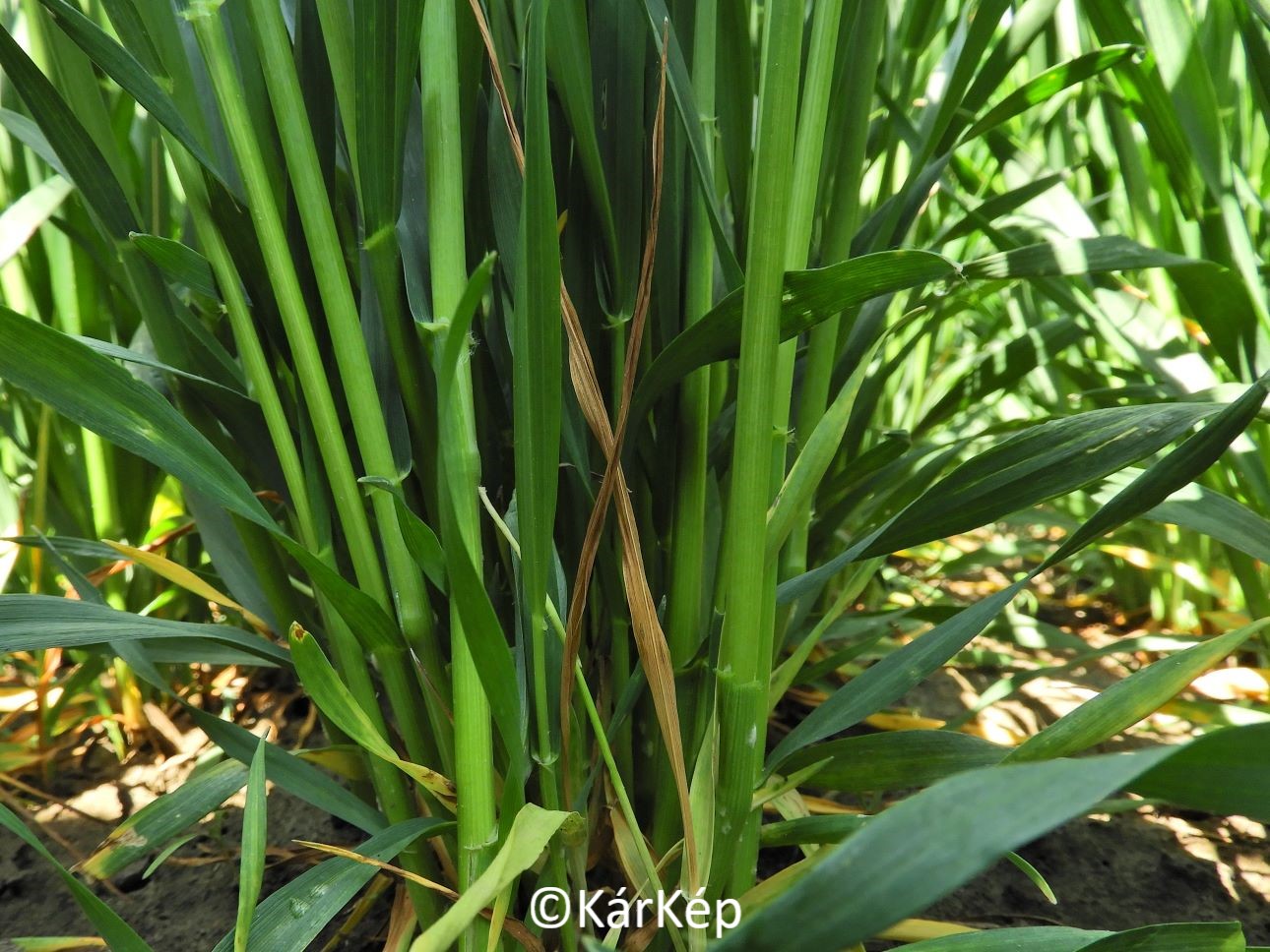 NapiKép 2022.05.08.