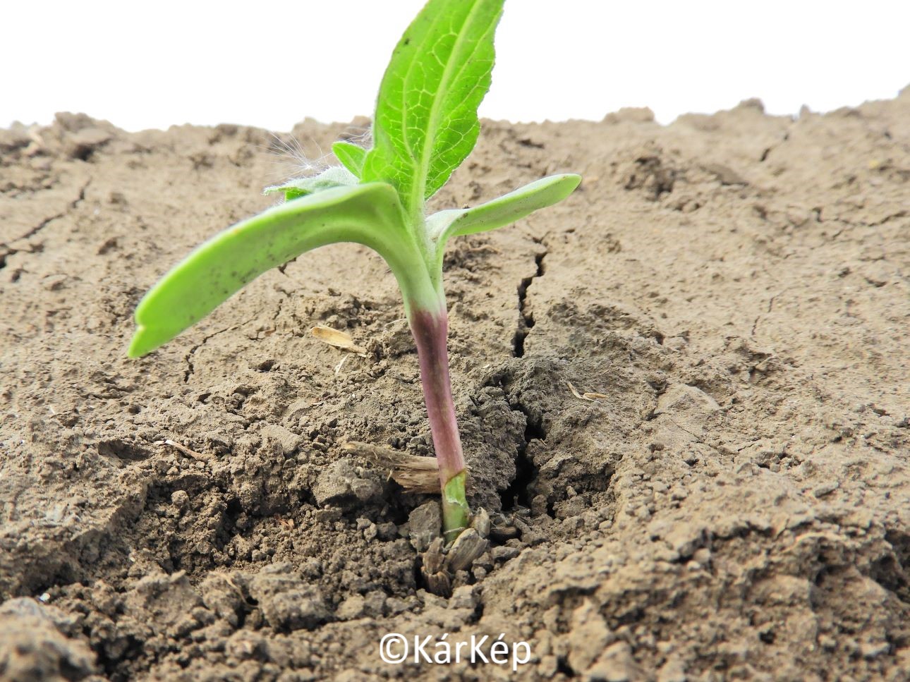 NapiKép 2022.05.09.