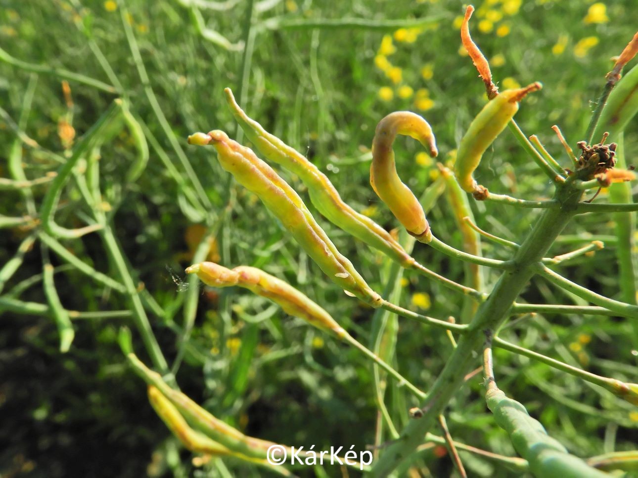 NapiKép 2022.05.13.