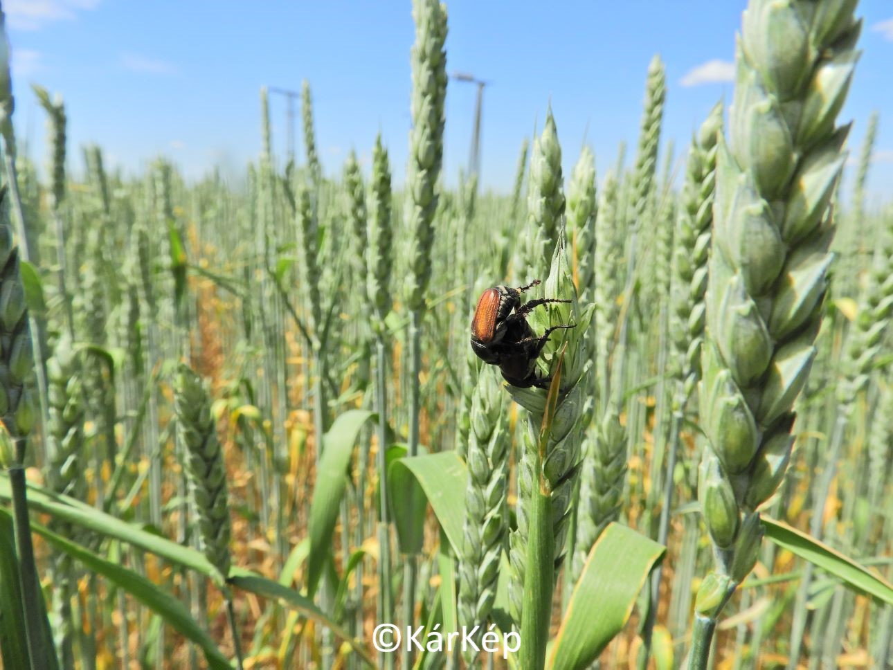 NapiKép 2022.05.23.