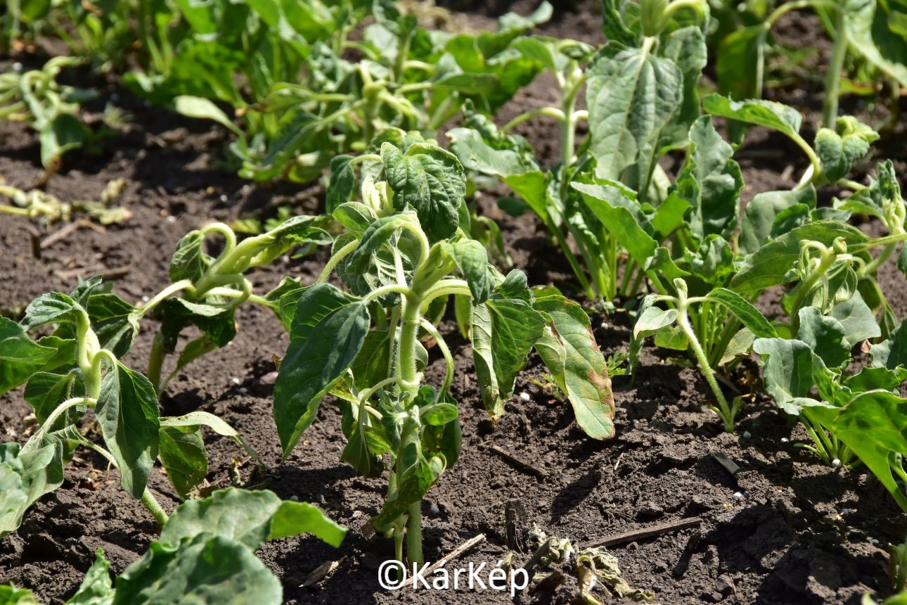 NapiKép 2022.05.24.