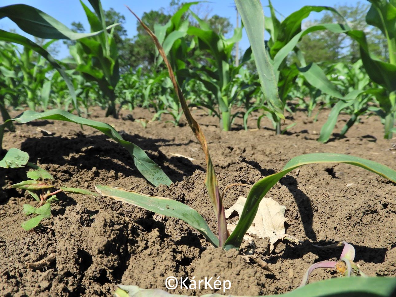 NapiKép 2022.05.29.