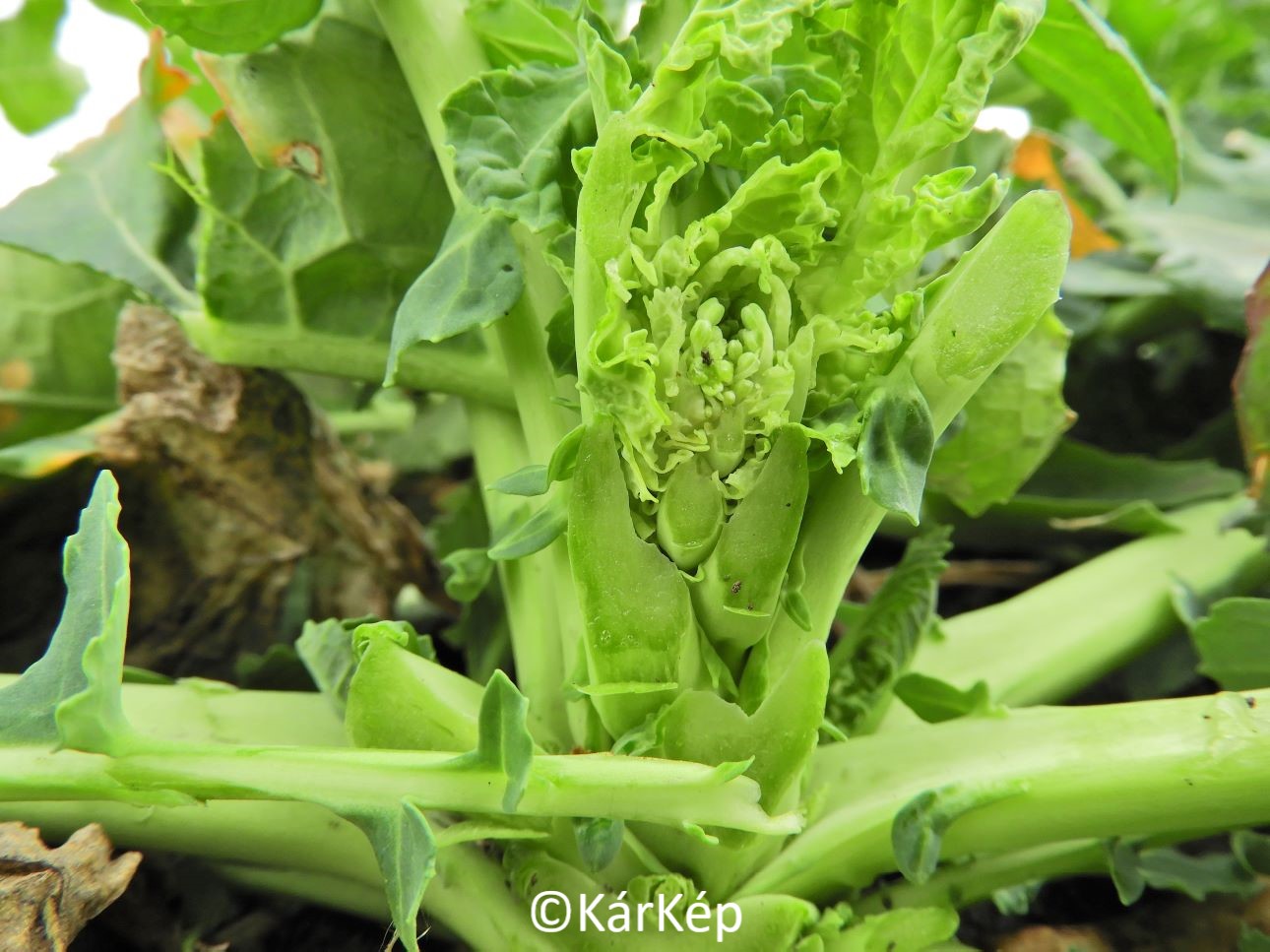 NapiKép 2022.03.09.