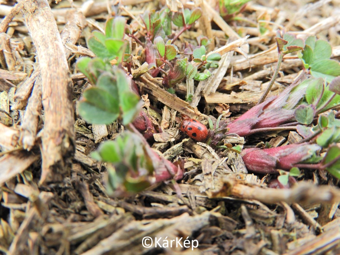 NapiKép 2022.03.15.