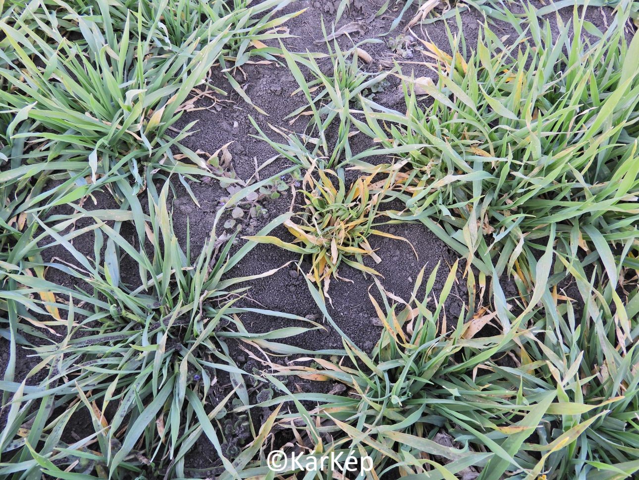 NapiKép 2022.03.16.