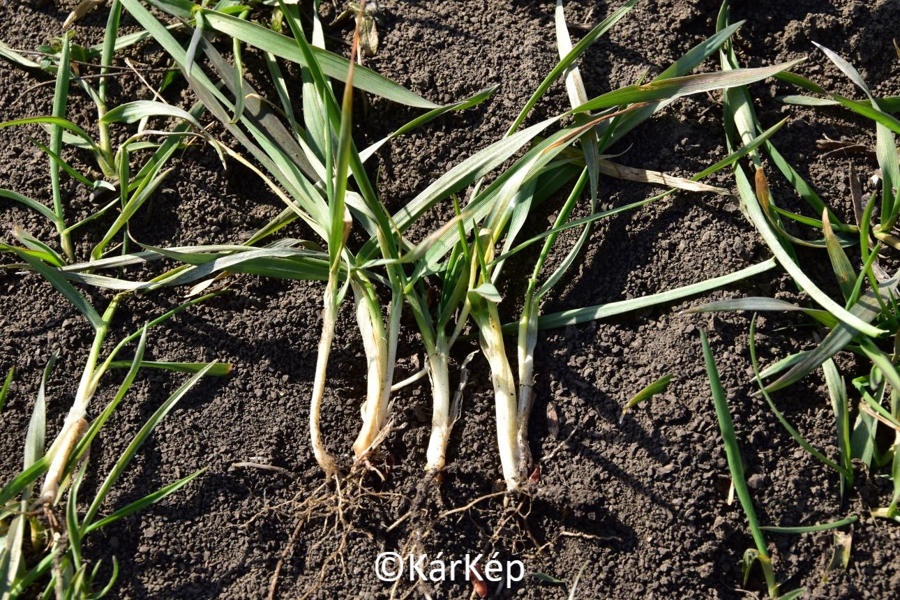 NapiKép 2022.03.21.