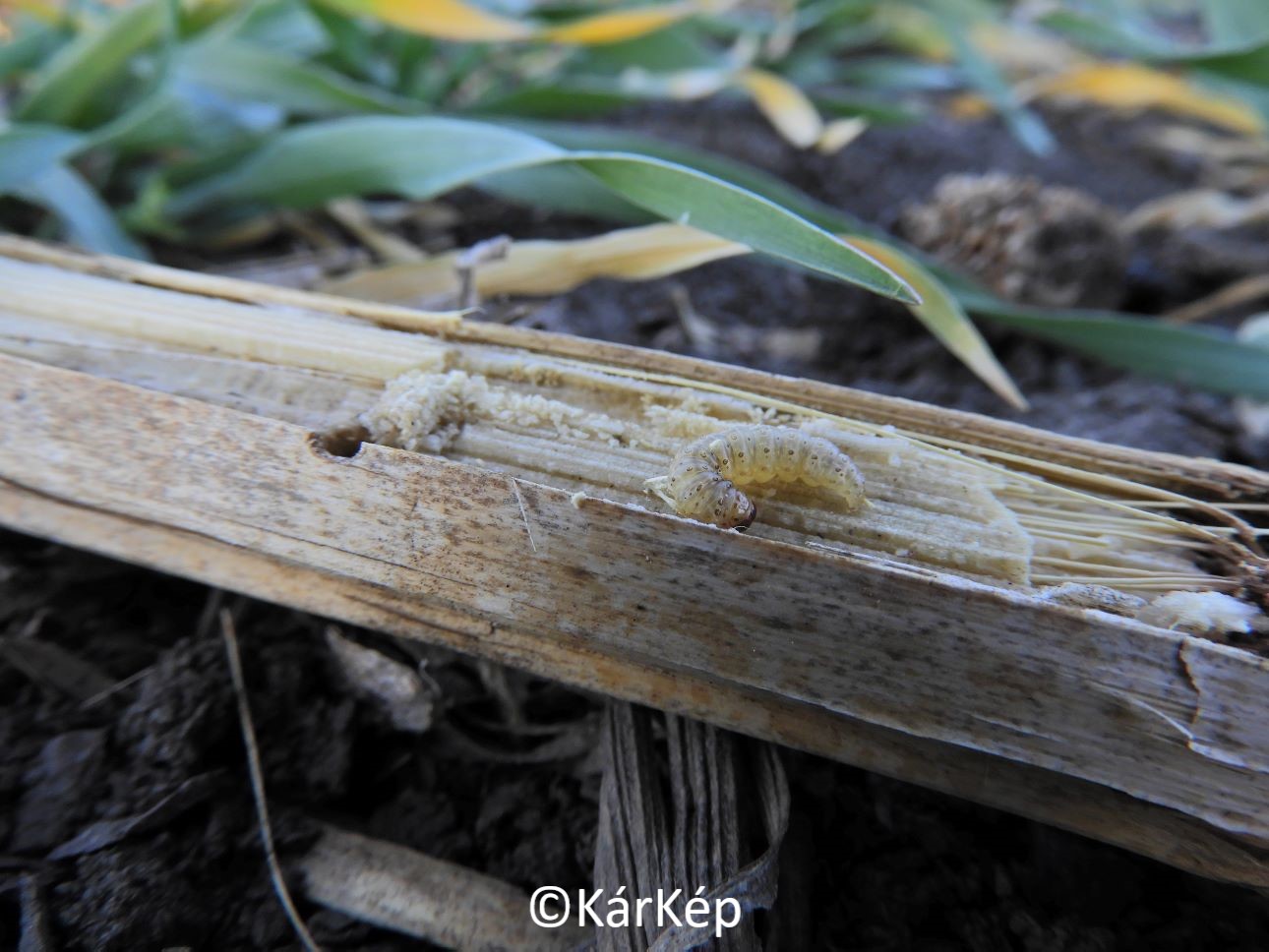 NapiKép 2022.03.27.