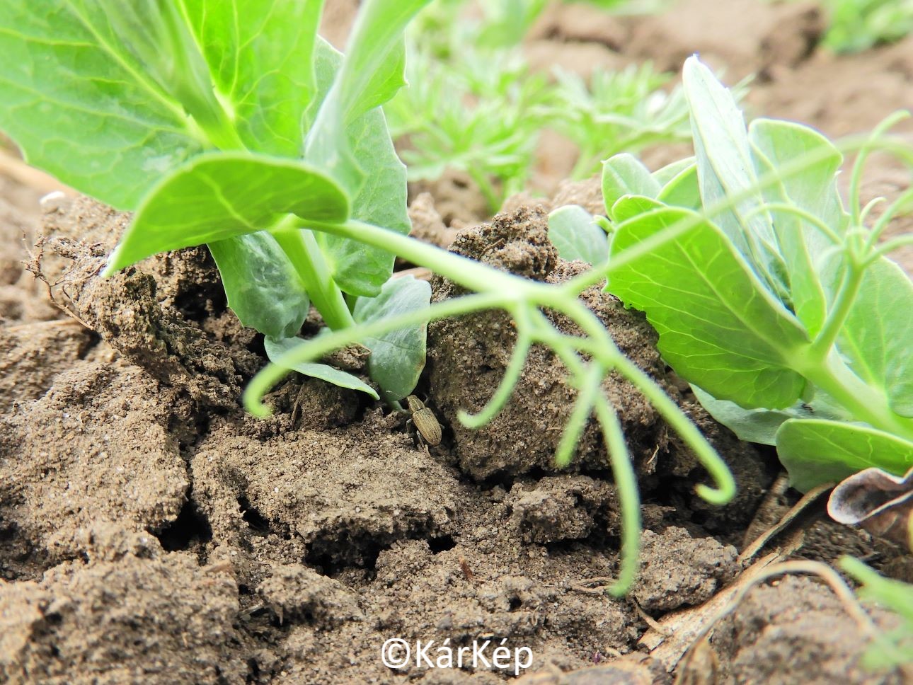 NapiKép 2022.03.30.