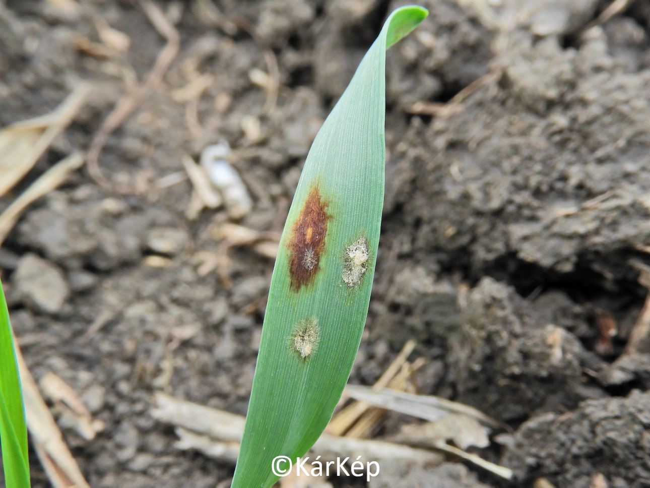 NapiKép 2022.11.13.