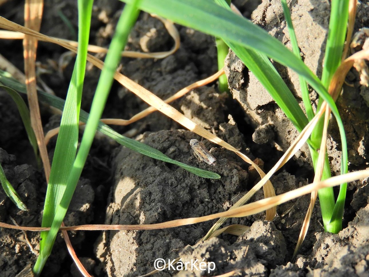 NapiKép 2022.11.01.