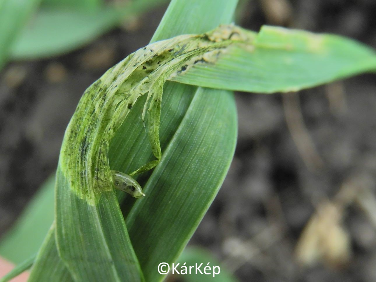 NapiKép 2022.11.05.