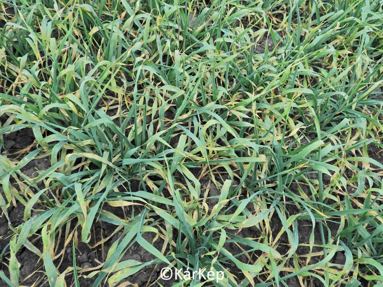 NapiKép 2022.11.12.