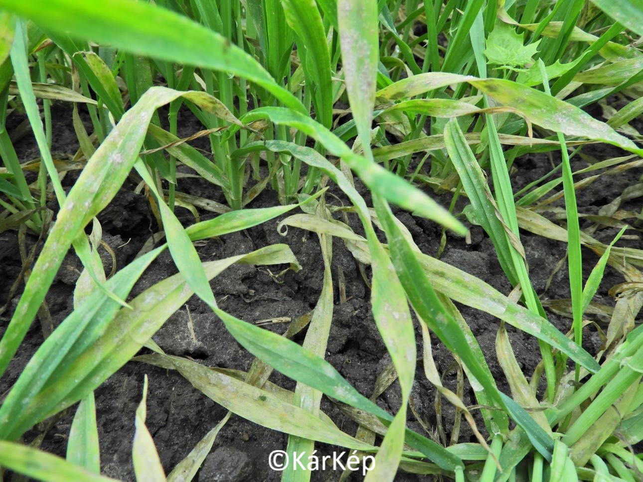 NapiKép 2022.11.19.