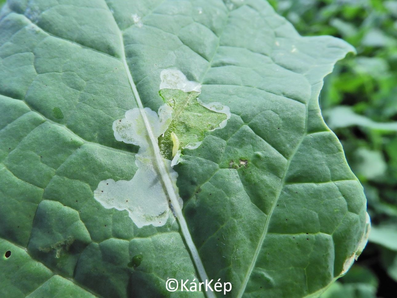 NapiKép 2022.10.05.