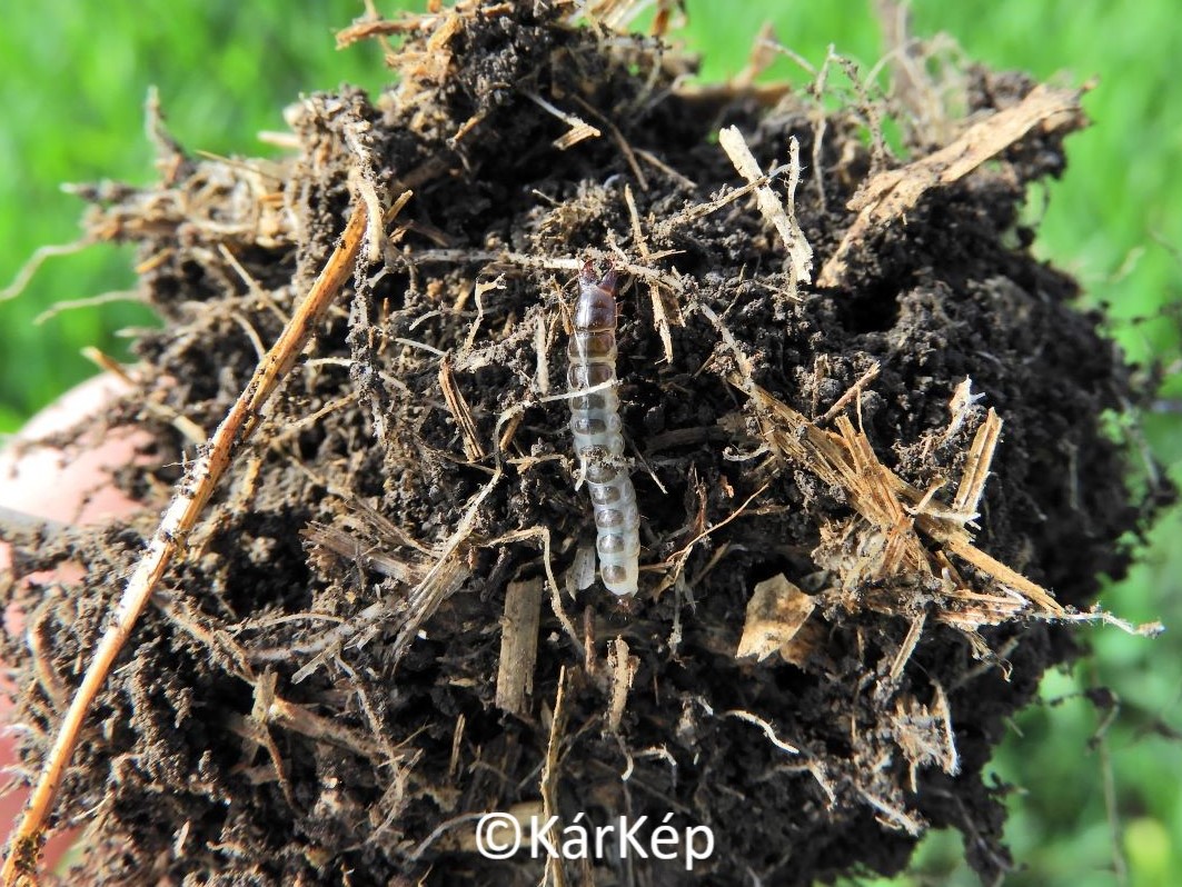 NapiKép 2022.10.07.