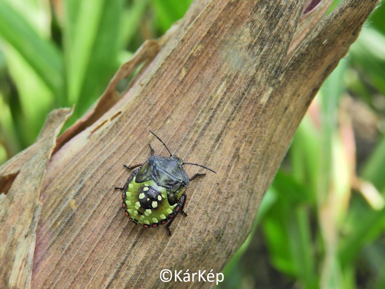 NapiKép 2022.10.16.