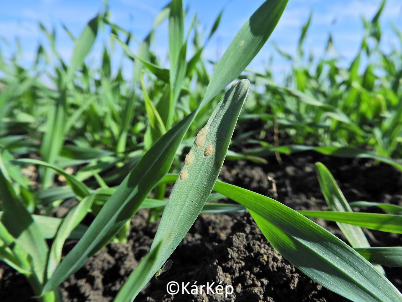 NapiKép 2022.10.20.