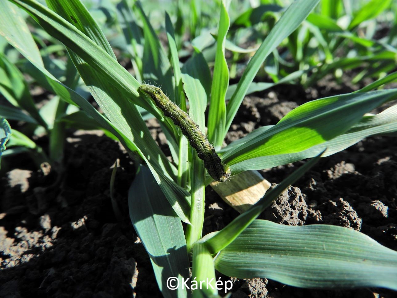 NapiKép 2022.10.26.