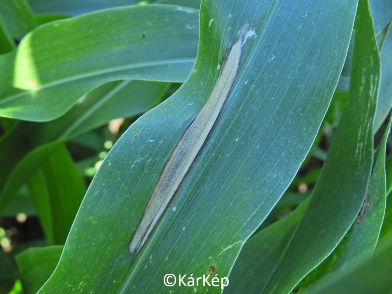 NapiKép 2022.10.27.