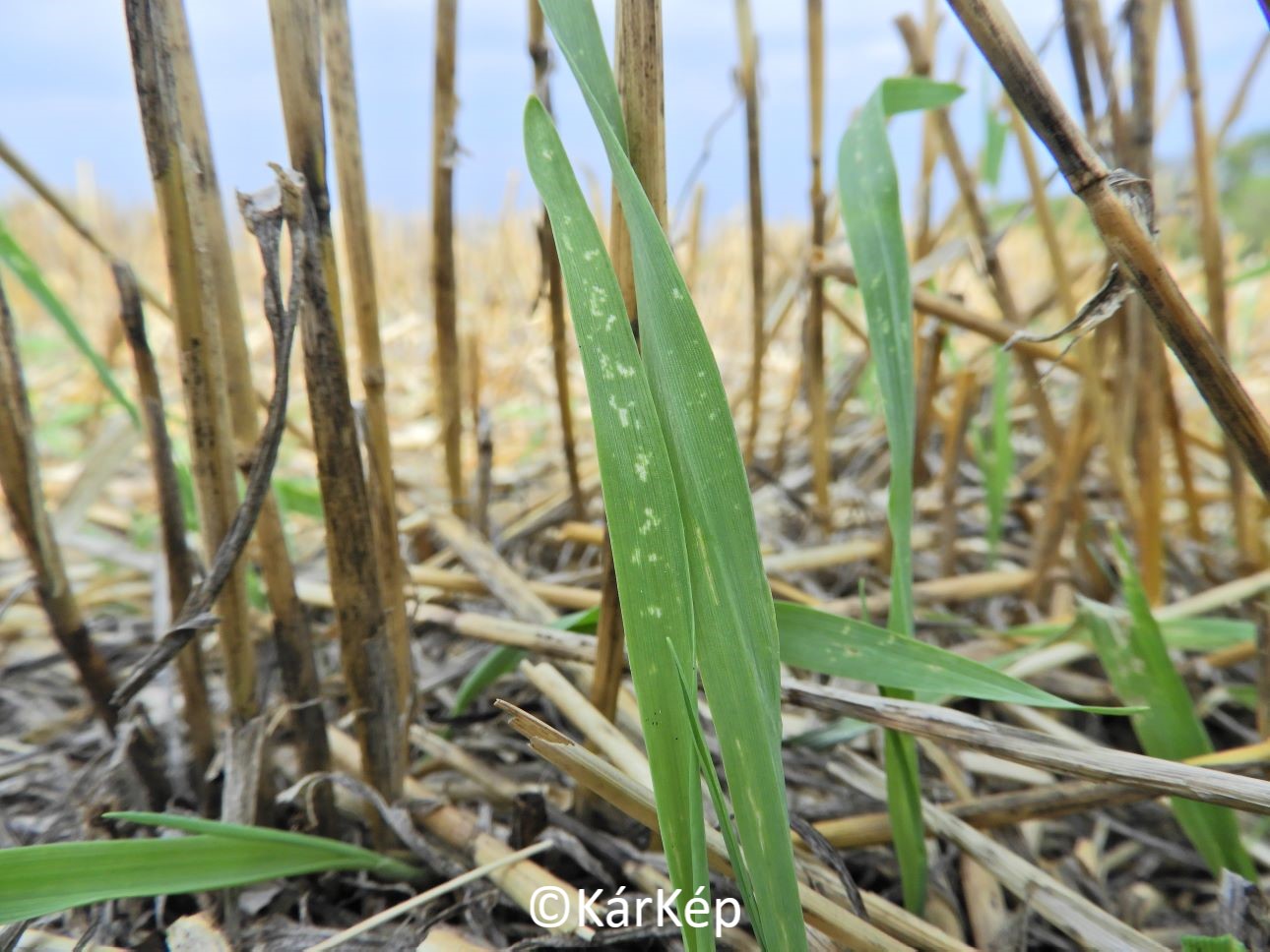 NapiKép 2022.09.03.