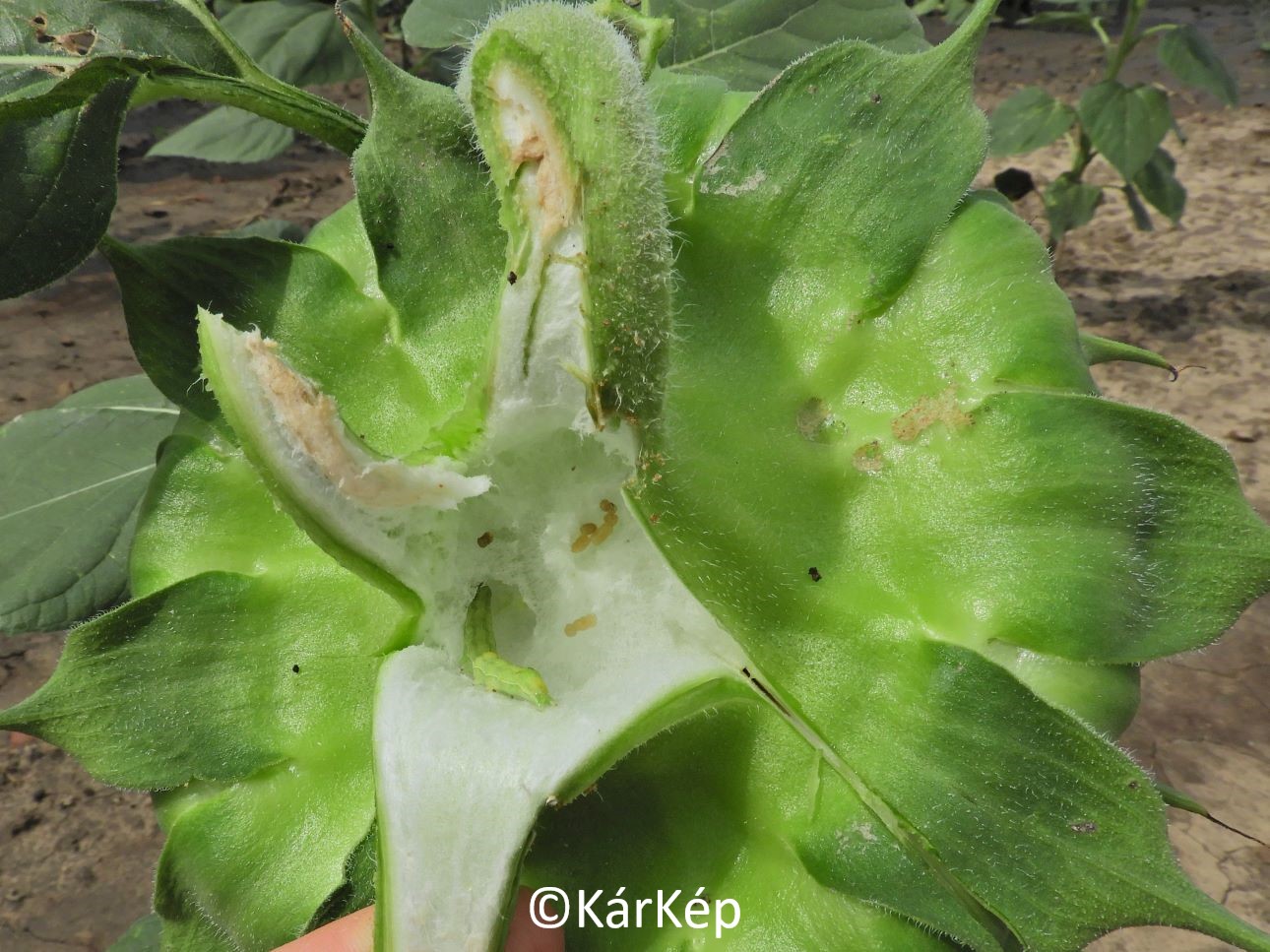 NapiKép 2022.09.05.