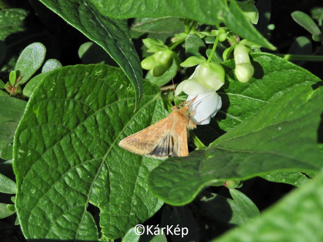 NapiKép 2022.09.12.