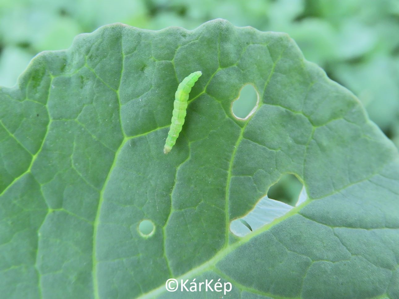 NapiKép 2022.09.14.