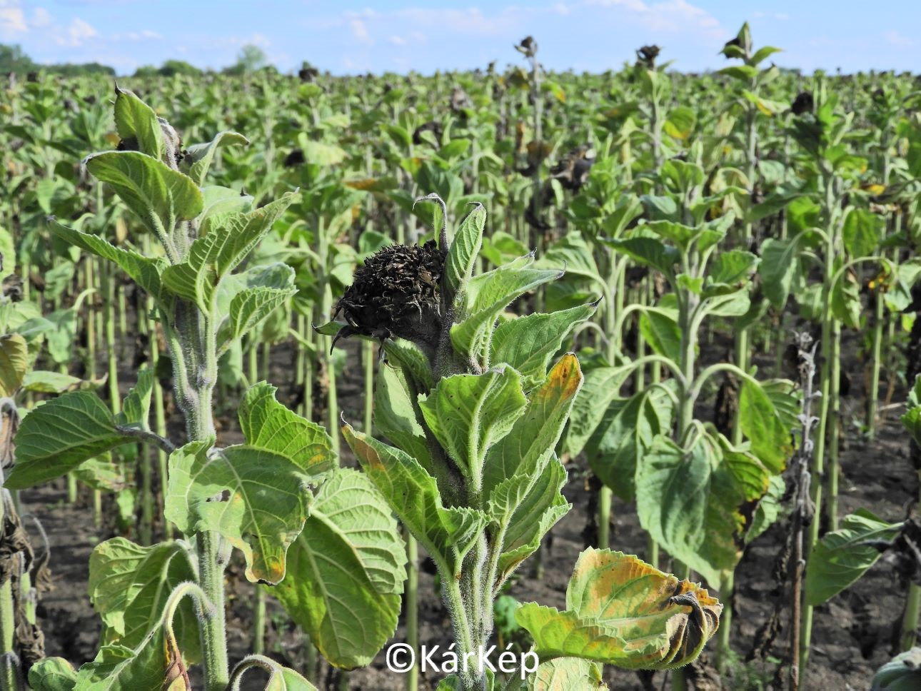 NapiKép 2022.09.15.