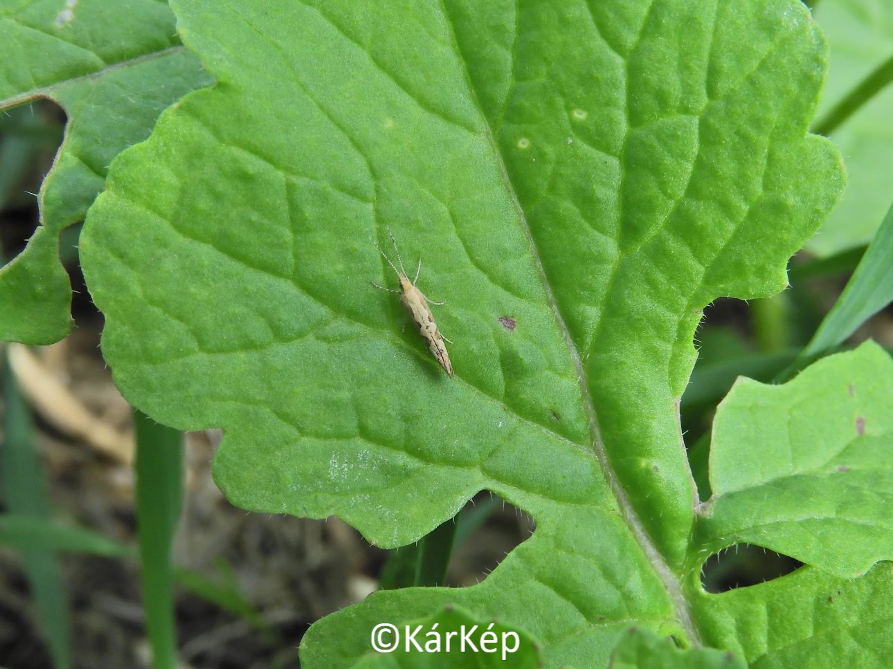 NapiKép 2022.09.17.