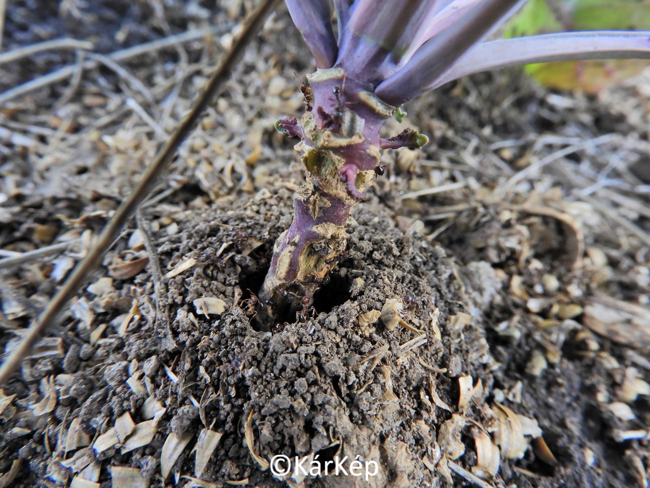 NapiKép 2022.09.29.