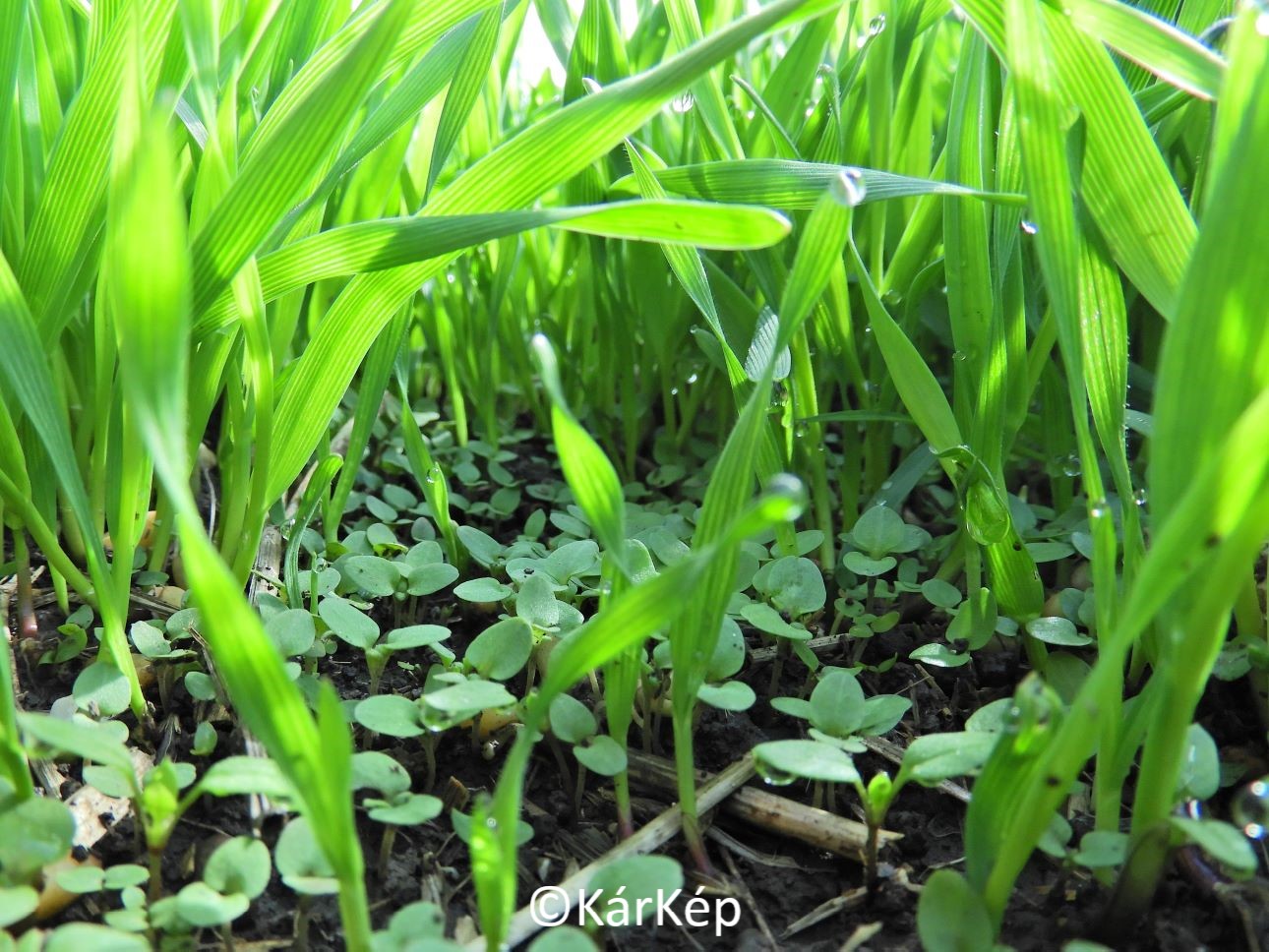 NapiKép 2022.09.30.