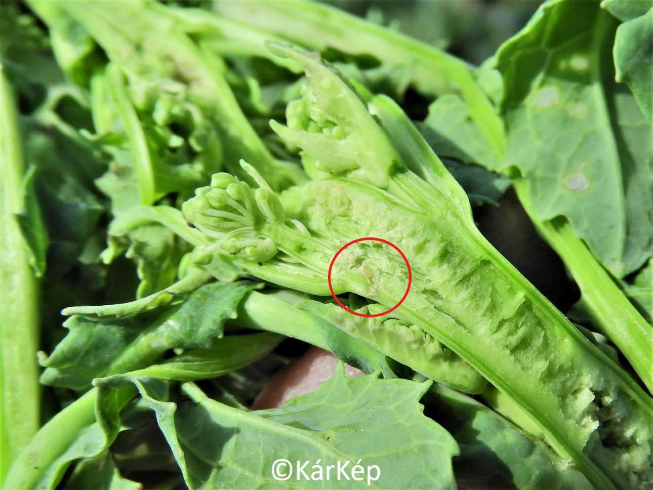 NapiKép 2023.03.27.